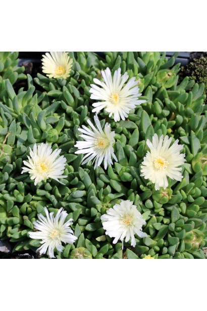 Делосперма біла Вайт Наггет 